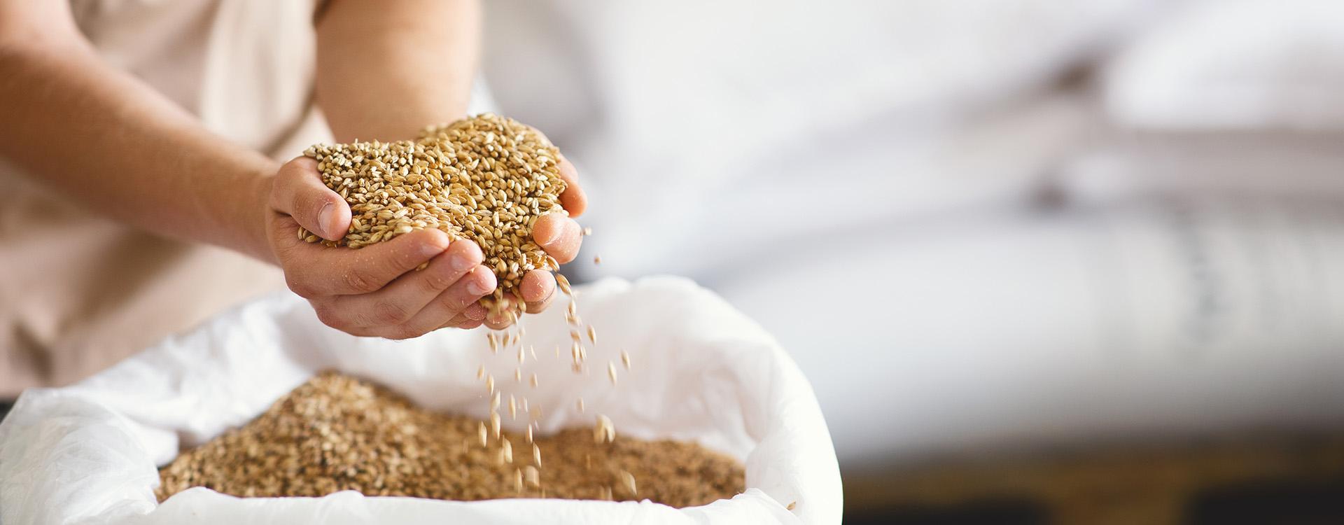 Hands holding quality brewing grains